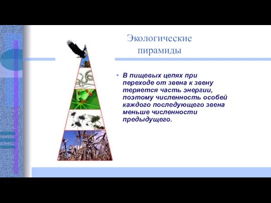 Экологические пирамиды В пищевых цепях при переходе от звена к звену