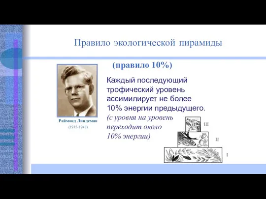 Правило экологической пирамиды (правило 10%) Раймонд Линдеман (1915-1942) Каждый последующий трофический