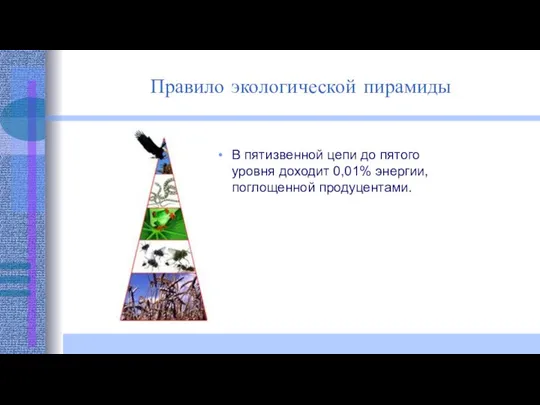 В пятизвенной цепи до пятого уровня доходит 0,01% энергии, поглощенной продуцентами. Правило экологической пирамиды