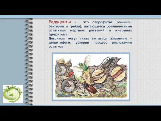 Редуценты - это сапрофиты (обычно, бактерии и грибы), питающиеся органическими остатками