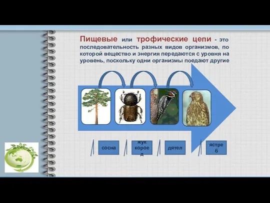 сосна жук короед дятел ястреб Пищевые или трофические цепи - это