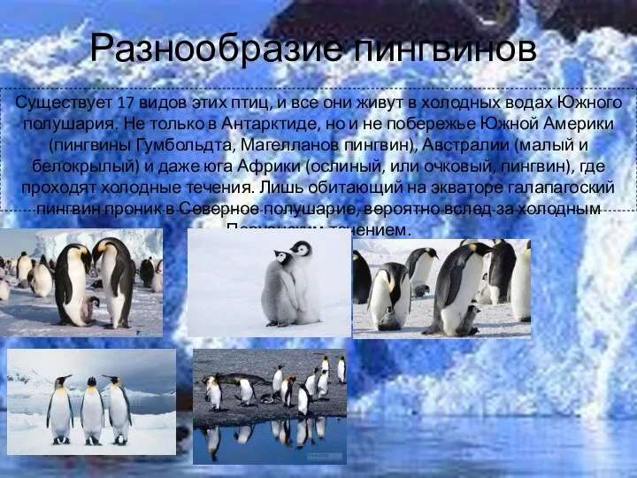 Разнообразие пингвинов Существует 17 видов этих птиц, и все они живут