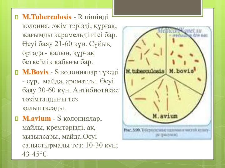 M.Tuberculosis - R пішінді колония, әжім тәрізді, құрғақ, жағымды карамельді иісі