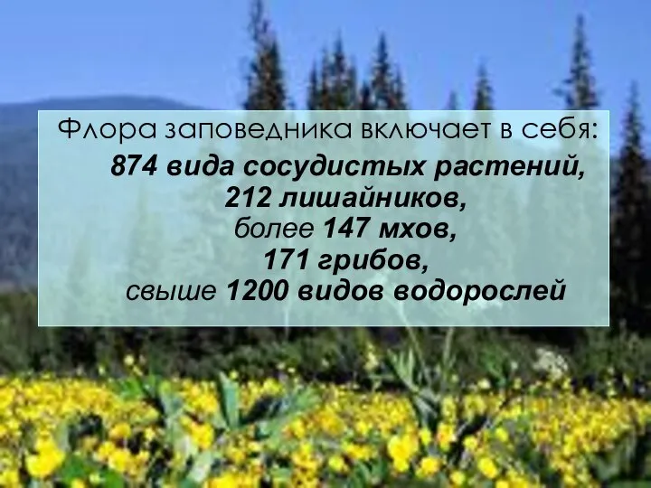 Флора заповедника включает в себя: 874 вида сосудистых растений, 212 лишайников,