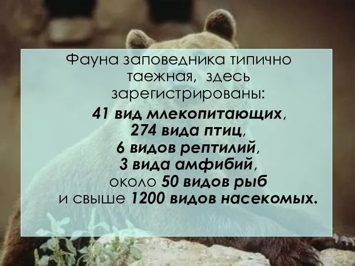 Фауна заповедника типично таежная, здесь зарегистрированы: 41 вид млекопитающих, 274 вида