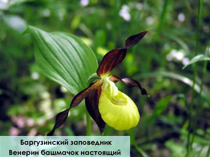 Баргузинский заповедник Венерин башмачок настоящий