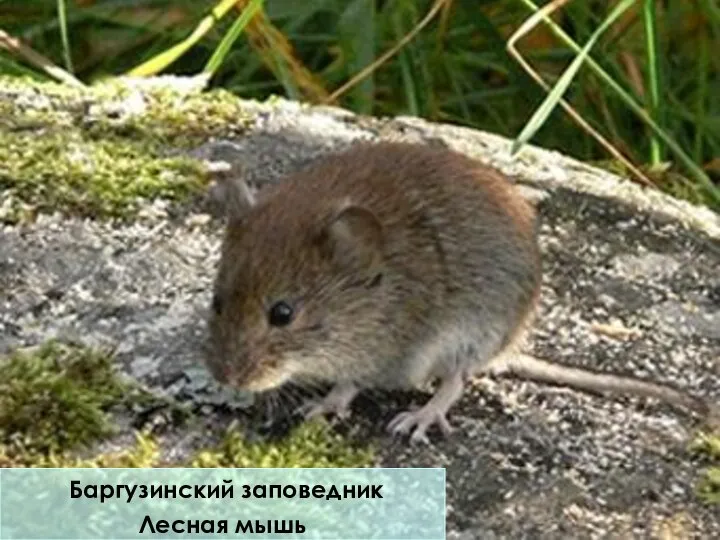Баргузинский заповедник Лесная мышь