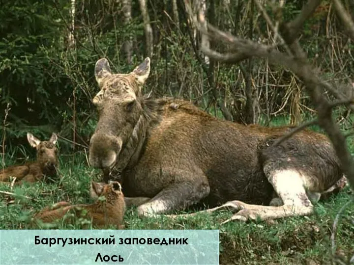 Баргузинский заповедник Лось