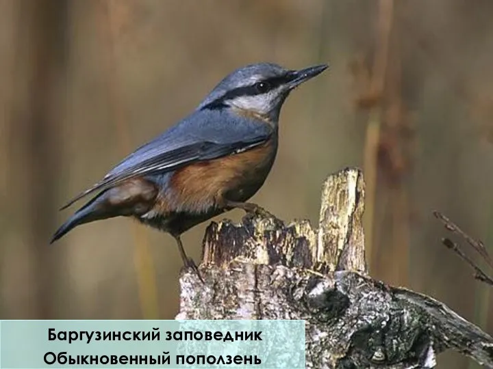 Баргузинский заповедник Обыкновенный поползень