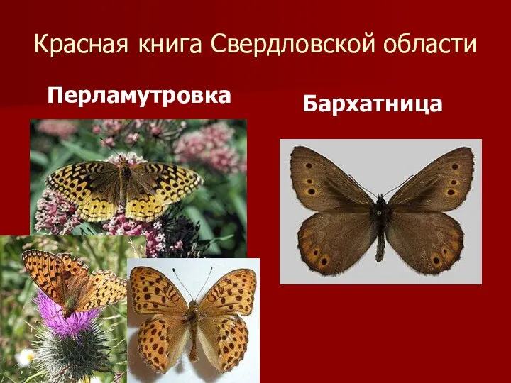 Красная книга Свердловской области Перламутровка Бархатница