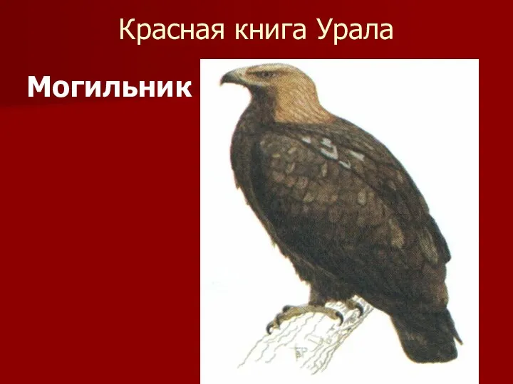 Красная книга Урала Могильник