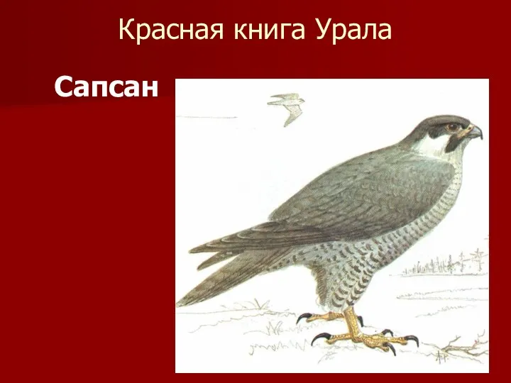 Красная книга Урала Сапсан