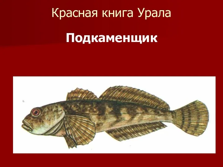 Красная книга Урала Подкаменщик