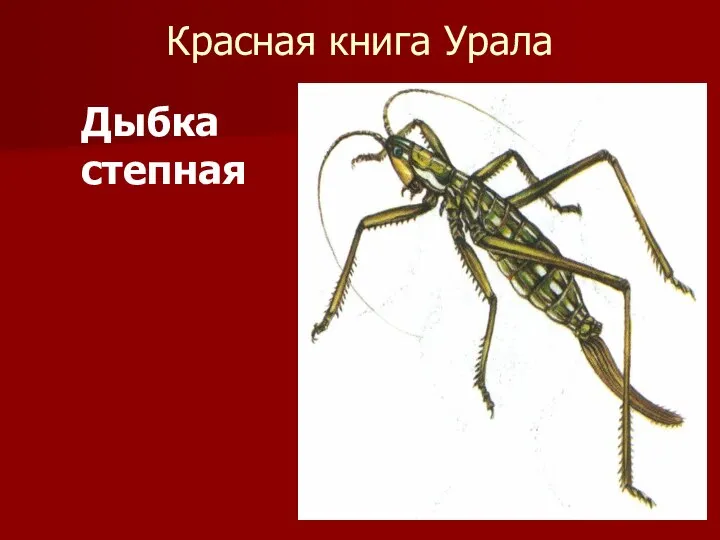 Красная книга Урала Дыбка степная