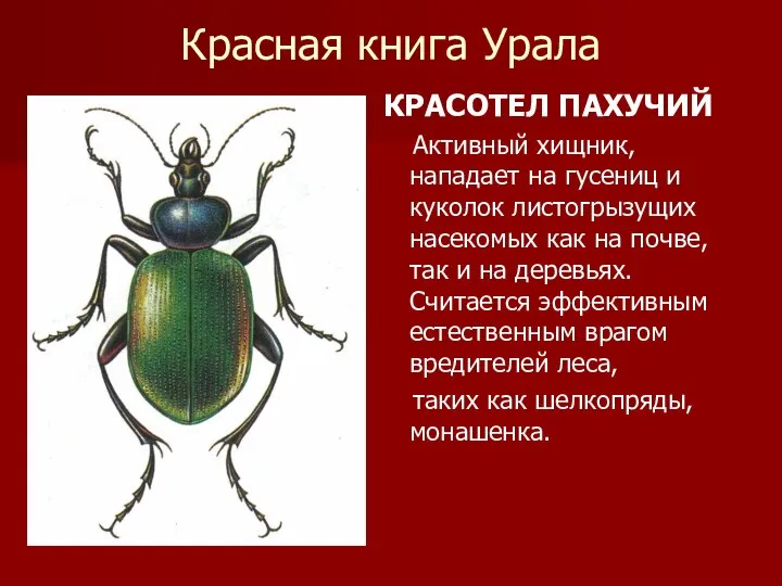 Красная книга Урала КРАСОТЕЛ ПАХУЧИЙ Активный хищник, нападает на гусениц и