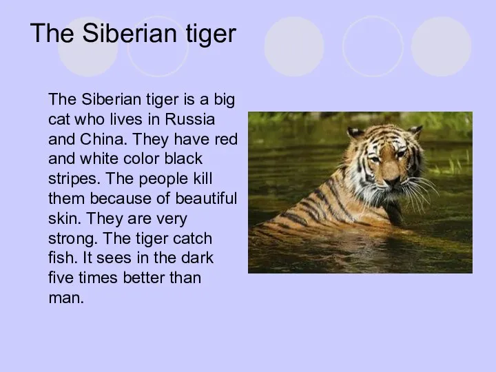 The Siberian tiger The Siberian tiger is a big cat who