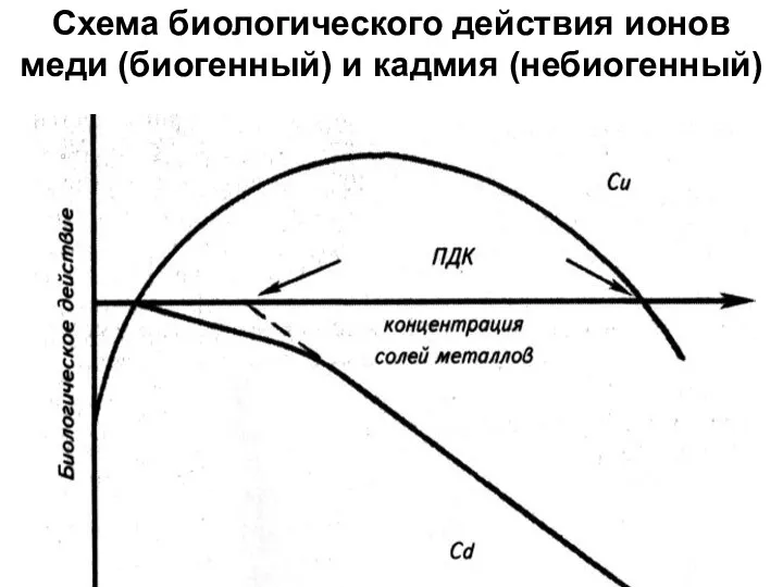 Схема биологического действия ионов меди (биогенный) и кадмия (небиогенный)