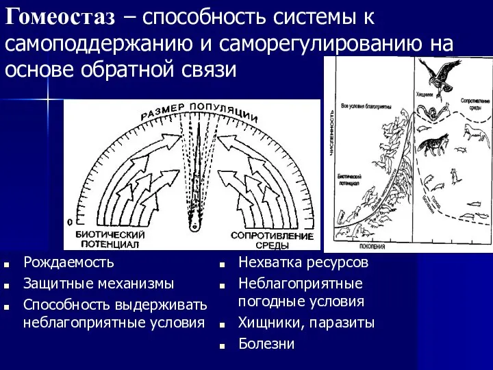 Гомеостаз – способность системы к самоподдержанию и саморегулированию на основе обратной