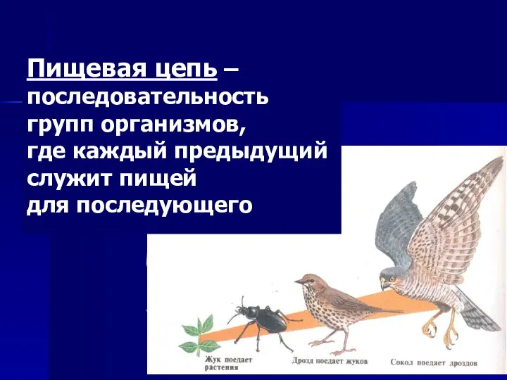 Пищевая цепь – последовательность групп организмов, где каждый предыдущий служит пищей для последующего