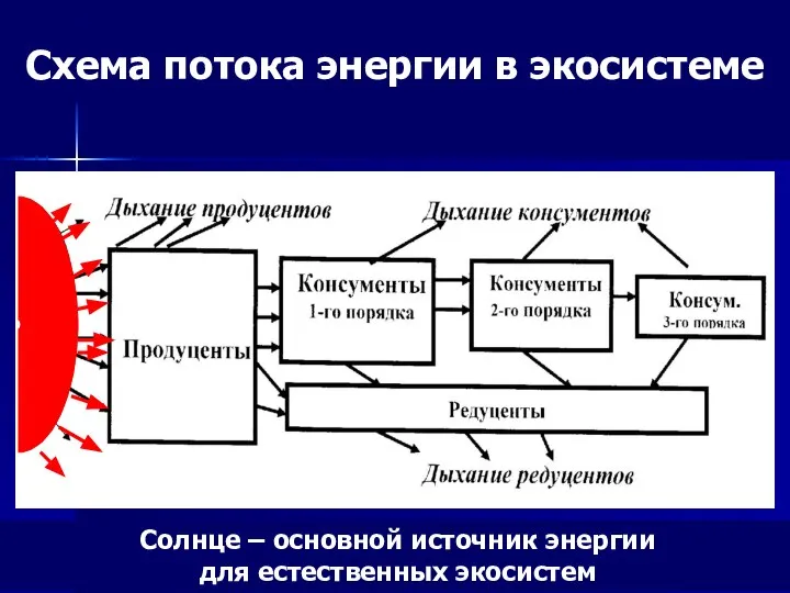 Схема потока энергии в экосистеме Солнце – основной источник энергии для естественных экосистем