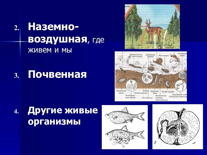 Наземно-воздушная, где живем и мы Почвенная Другие живые организмы