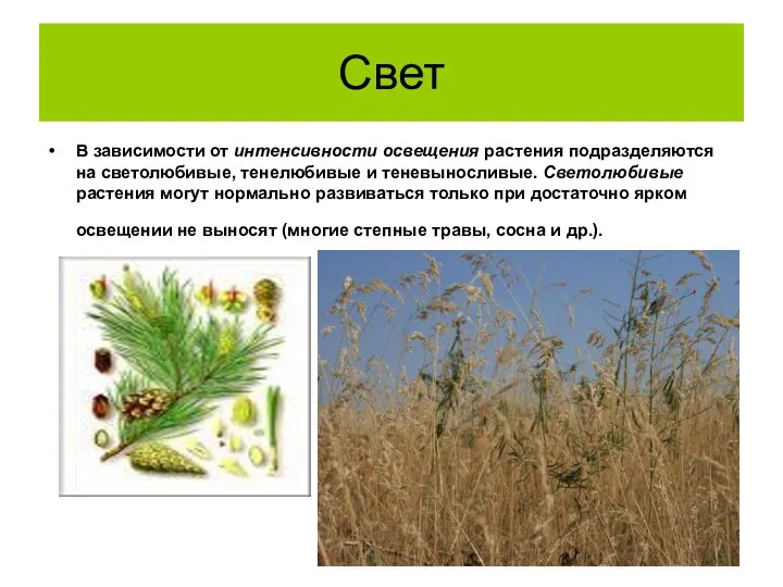 Свет В зависимости от интенсивности освещения растения подразделяются на светолюбивые, тенелюбивые