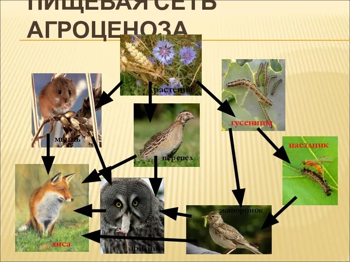 ПИЩЕВАЯ СЕТЬ АГРОЦЕНОЗА жаворонок филин перепел наездник гусеницы лиса растения мышь