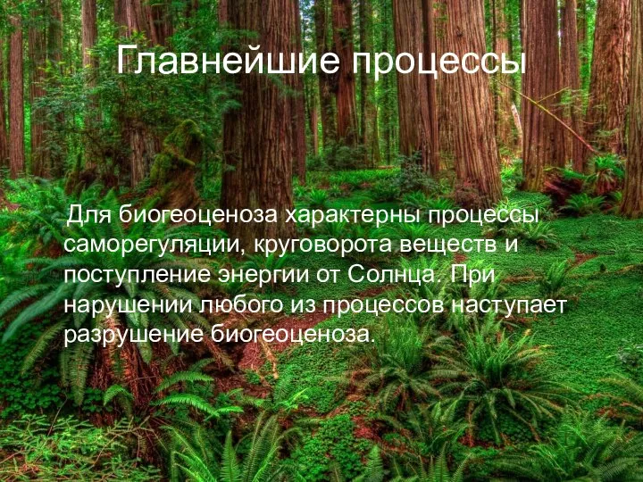 Главнейшие процессы Для биогеоценоза характерны процессы саморегуляции, круговорота веществ и поступление