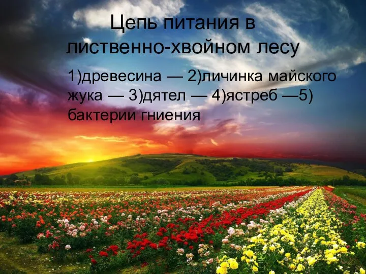 Цепь питания в лиственно-хвойном лесу 1)древесина — 2)личинка майского жука — 3)дятел — 4)ястреб —5)бактерии гниения