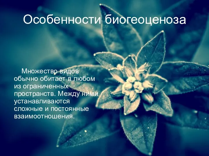 Особенности биогеоценоза Множество видов обычно обитает в любом из ограниченных пространств.