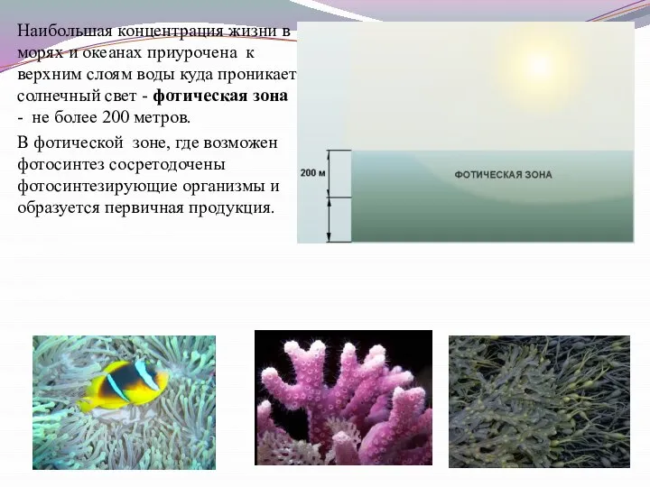 Наибольшая концентрация жизни в морях и океанах приурочена к верхним слоям