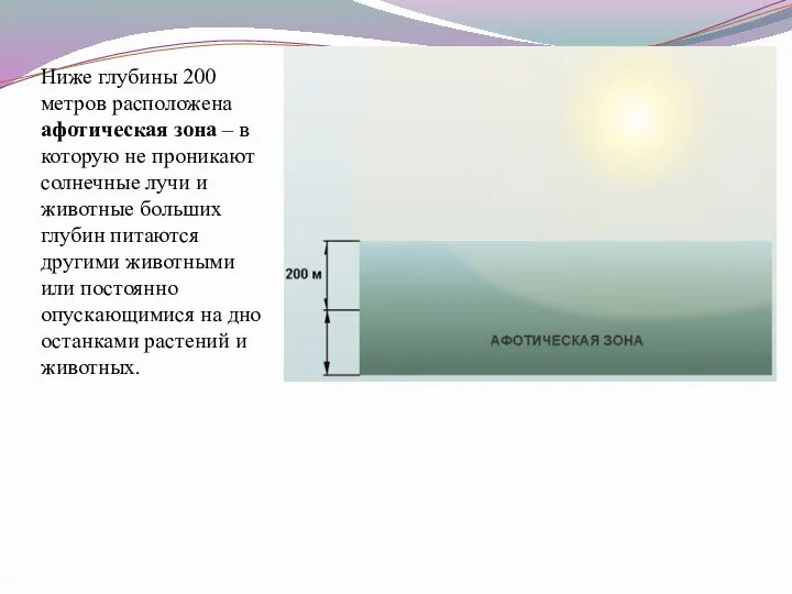 Ниже глубины 200 метров расположена афотическая зона – в которую не