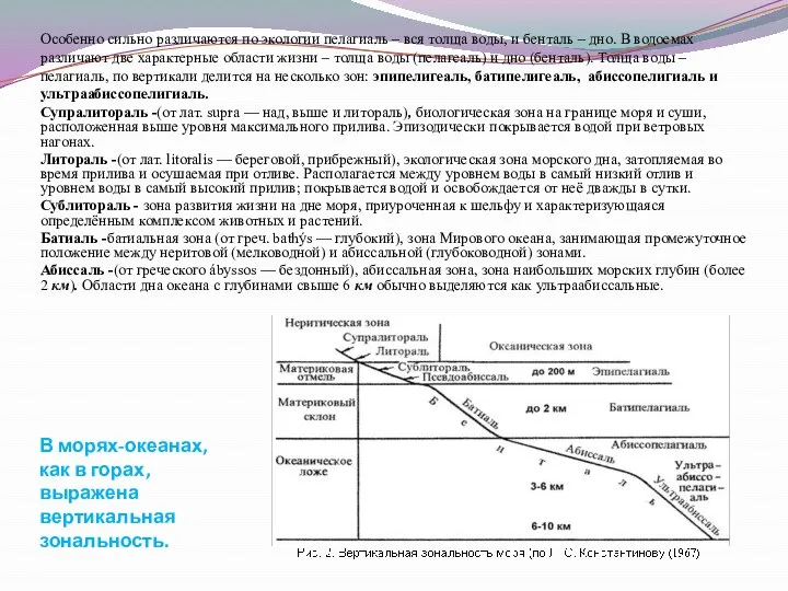 В морях-океанах, как в горах, выражена вертикальная зональность. Особенно сильно различаются