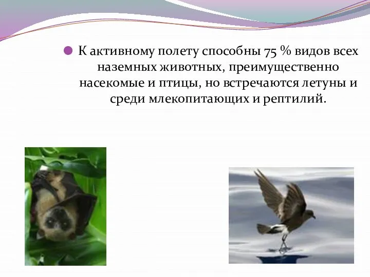 К активному полету способны 75 % видов всех наземных животных, преимущественно