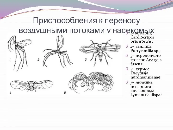 Приспособления к переносу воздушными потоками у насекомых 1– комарик Cardiocrepis brevirostris;