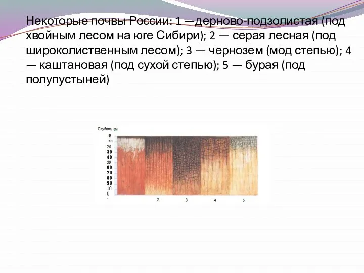 Некоторые почвы России: 1 —дерново-подзолистая (под хвойным лесом на юге Сибири);