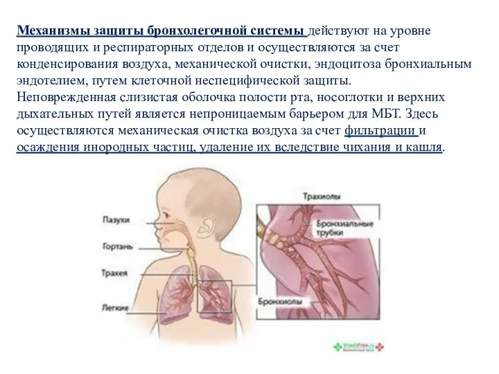 Механизмы защиты бронхолегочной системы действуют на уровне проводящих и респираторных отделов