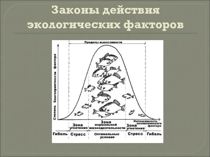 Законы действия экологических факторов