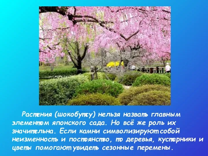 Растения (шокобутсу) нельзя назвать главным элементом японского сада. Но всё же