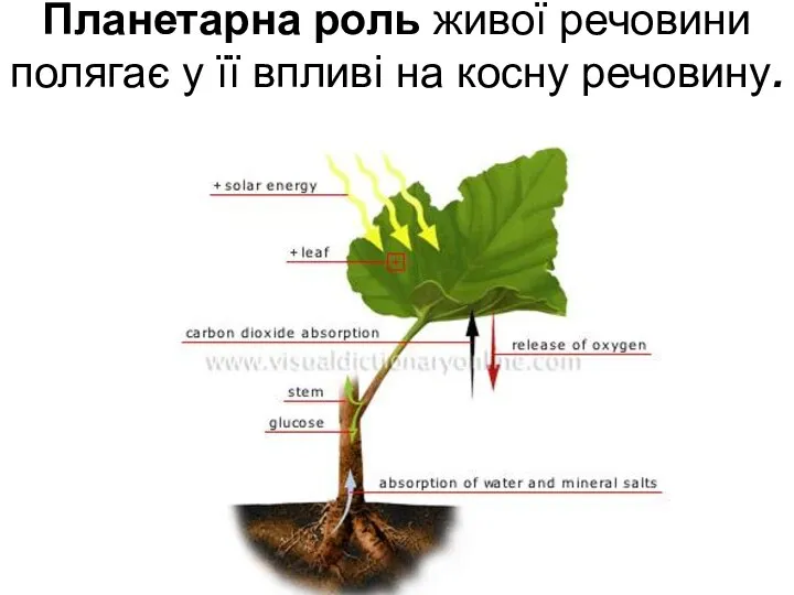 Планетарна роль живої речовини полягає у її впливі на косну речовину.