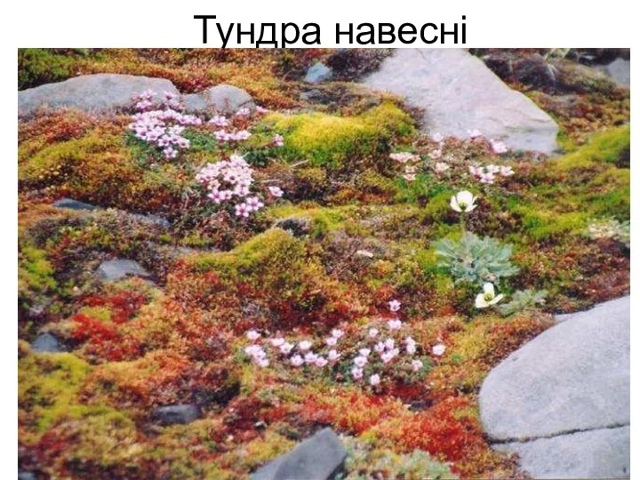 Тундра навесні