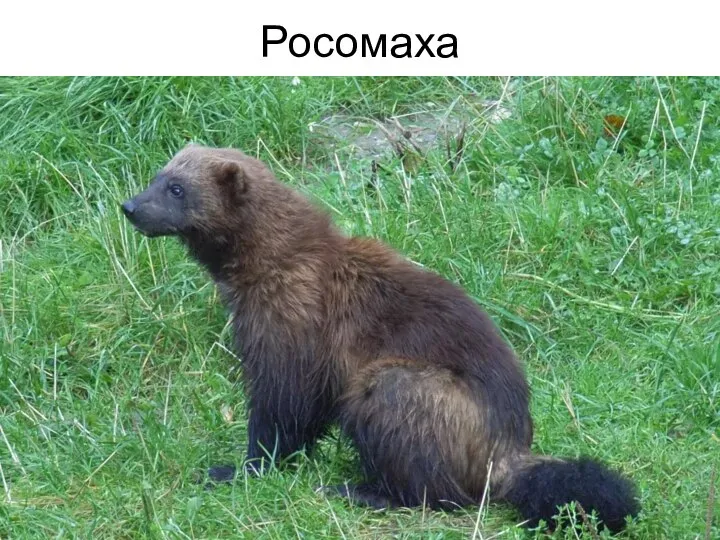 Росомаха