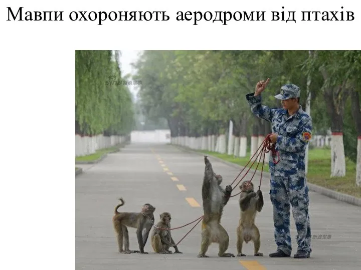 Мавпи охороняють аеродроми від птахів