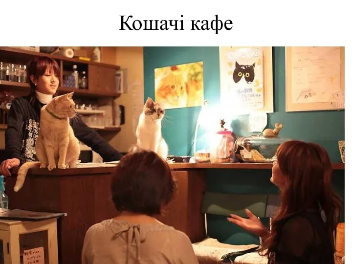 Кошачі кафе