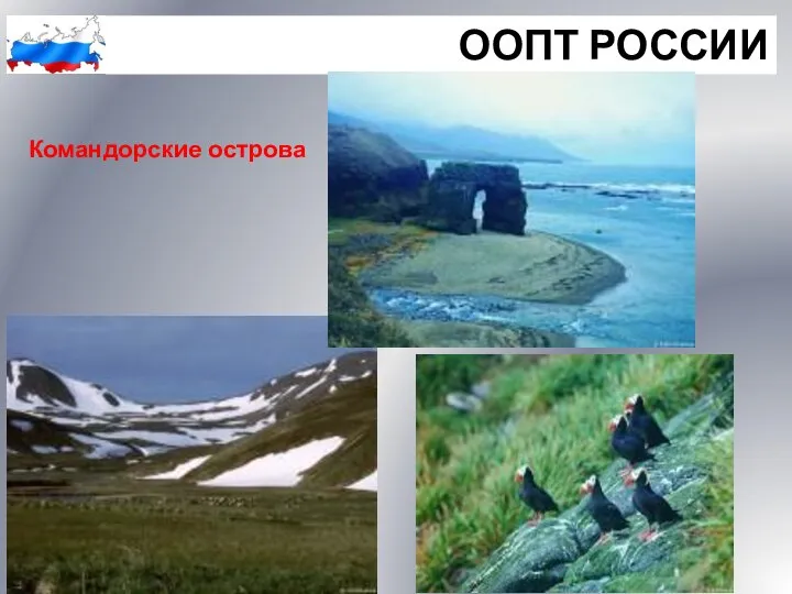 ООПТ РОССИИ Командорские острова