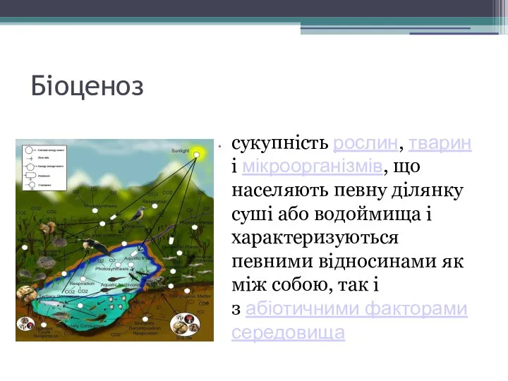 Біоценоз сукупність рослин, тварин і мікроорганізмів, що населяють певну ділянку суші