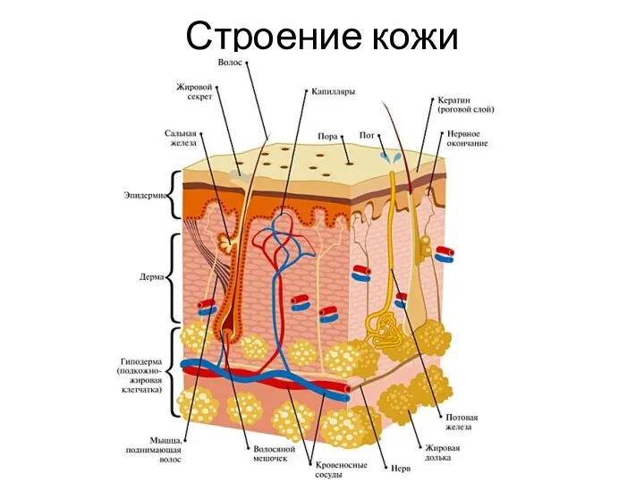 Строение кожи