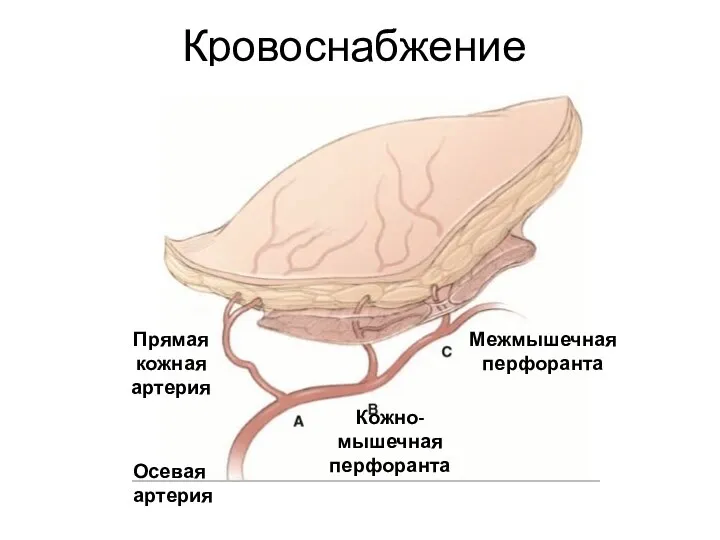 Кровоснабжение Осевая артерия Прямая кожная артерия Кожно-мышечная перфоранта Межмышечная перфоранта