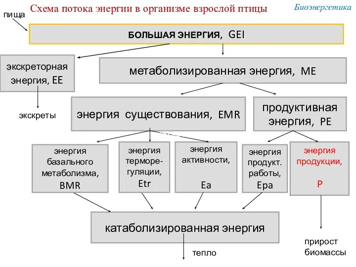 БОЛЬШАЯ ЭНЕРГИЯ, GEI экскреторная энергия, EE метаболизированная энергия, ME энергия существования,