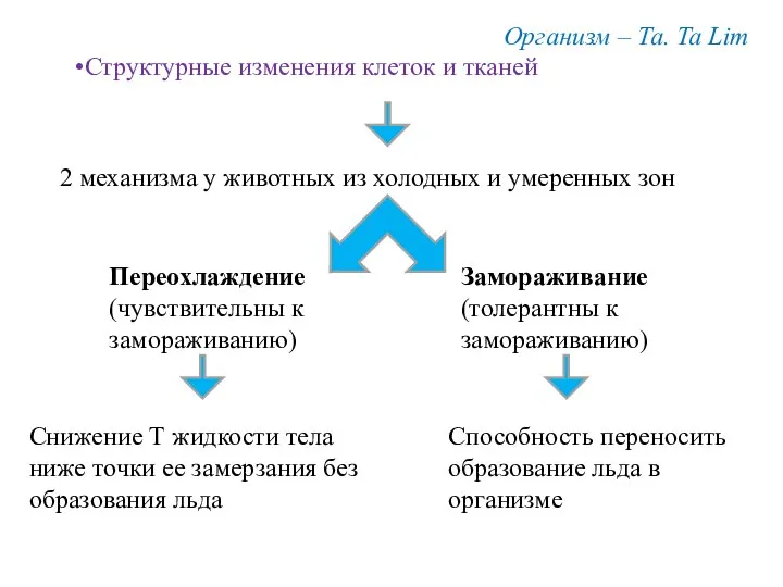 Организм – Та. Ta Lim Структурные изменения клеток и тканей 2